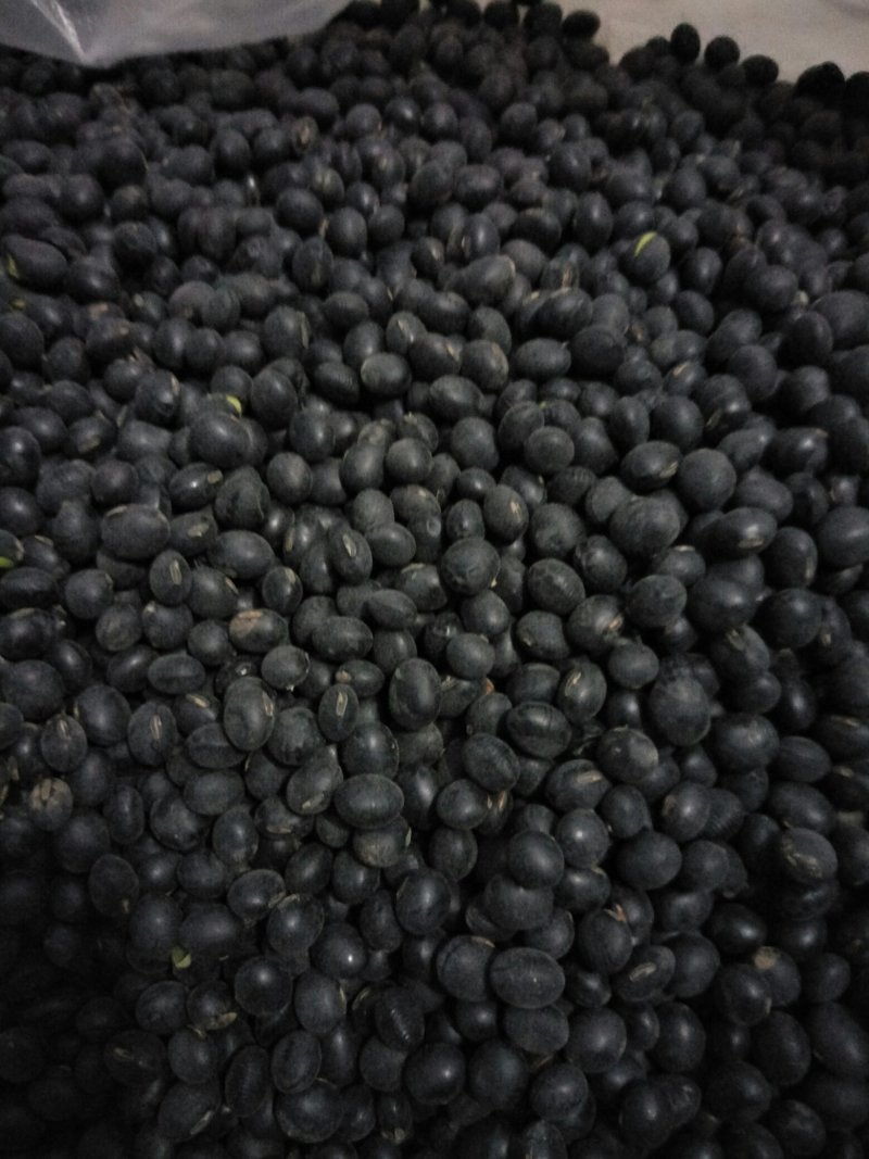 绿仁黑豆，东北粮油作物黑豆绿豆