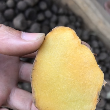 缅甸野生珠芽金