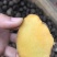 缅甸野生珠芽金