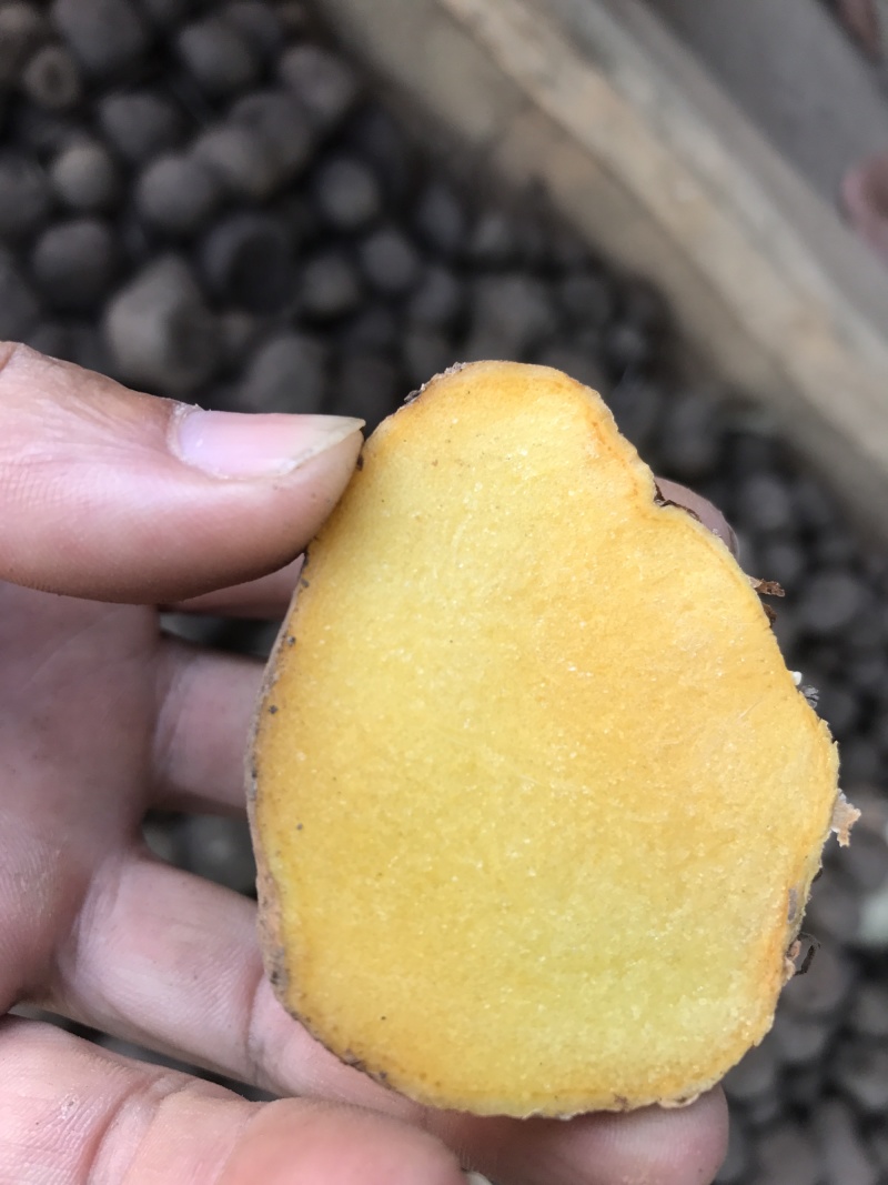 缅甸野生珠芽金