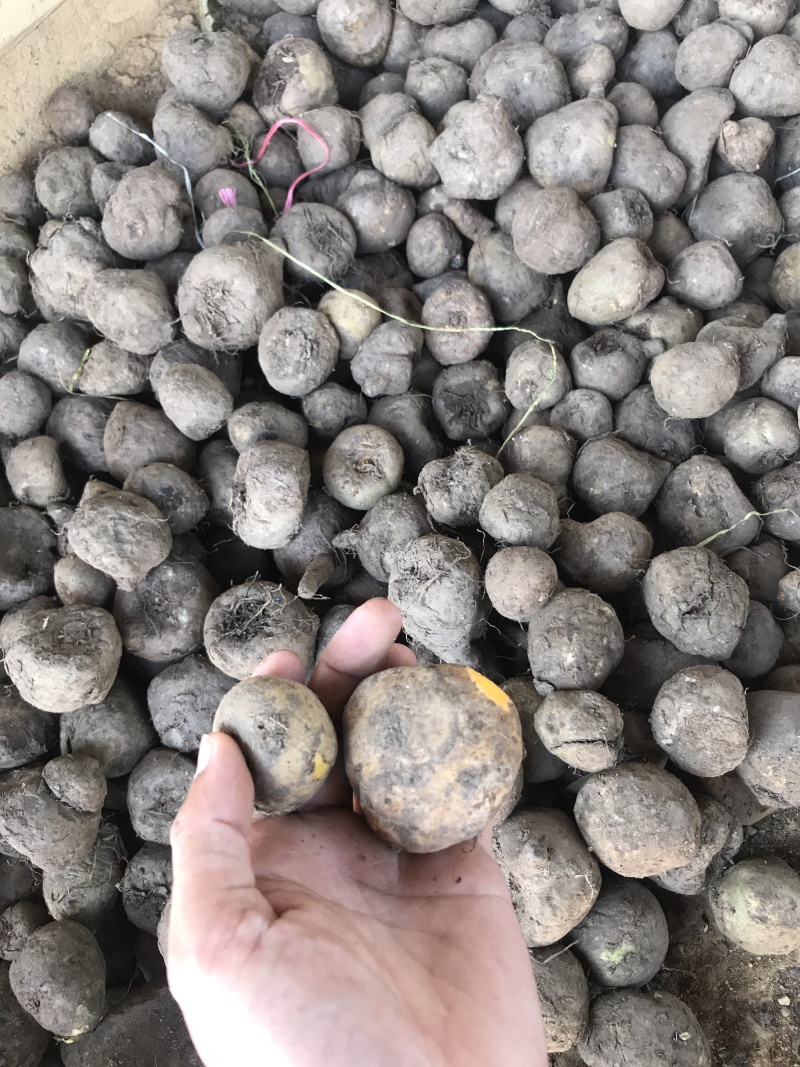 缅甸野生珠芽金