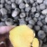 缅甸野生珠芽金