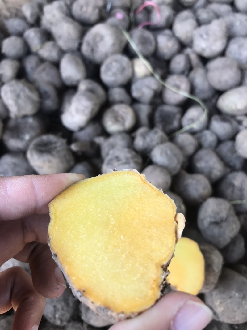 缅甸野生珠芽金