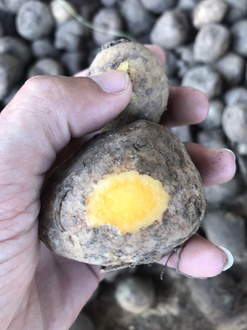 缅甸野生珠芽金