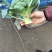 西兰花