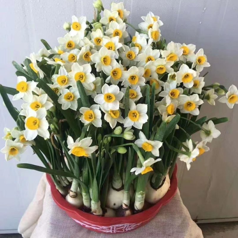 水仙花
