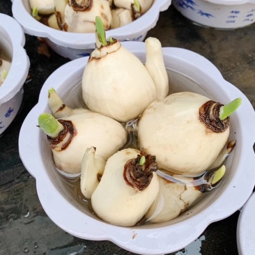 水仙花