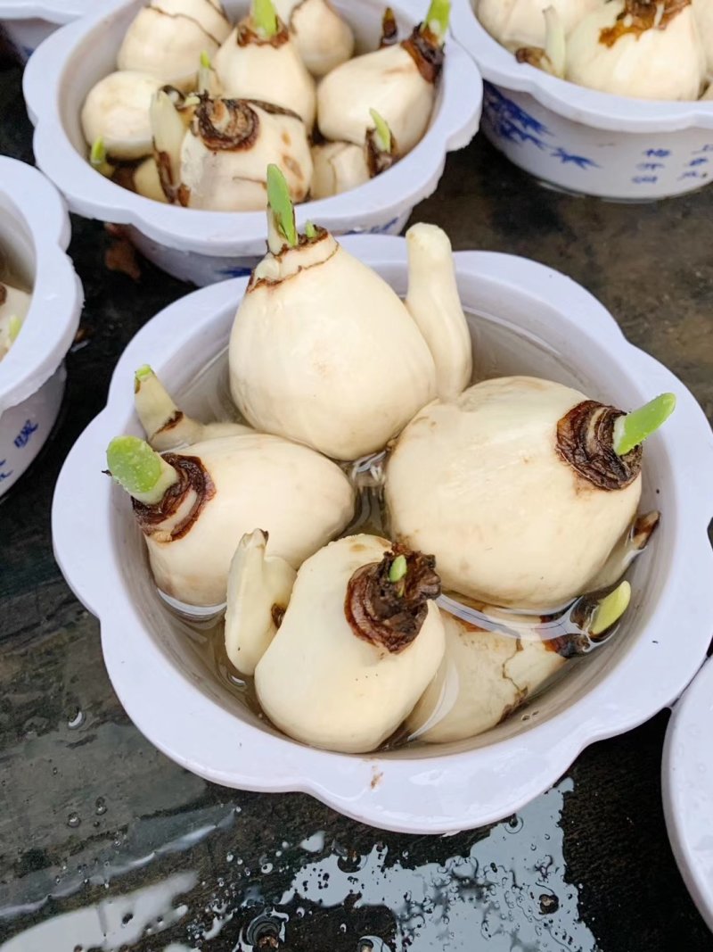 水仙花