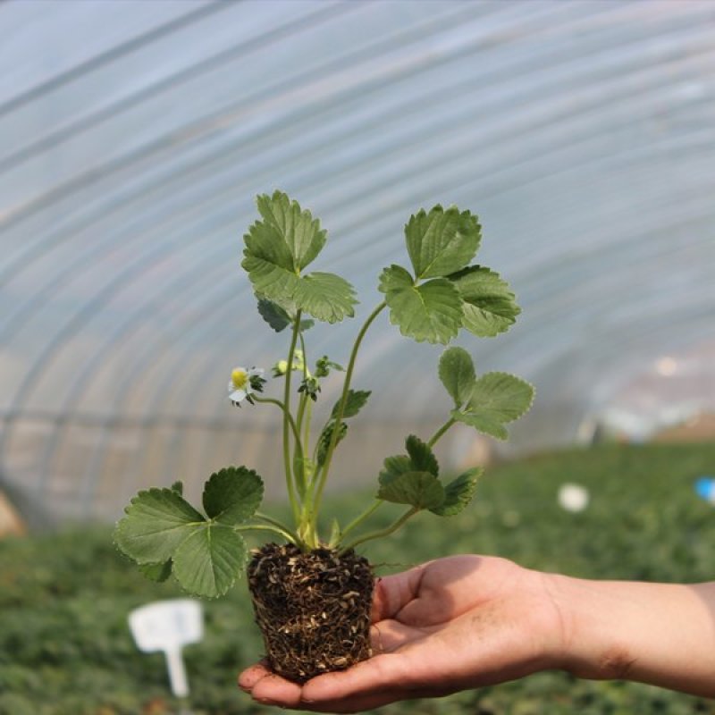 【包邮】草莓苗
