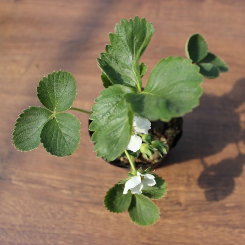 【包邮】草莓苗