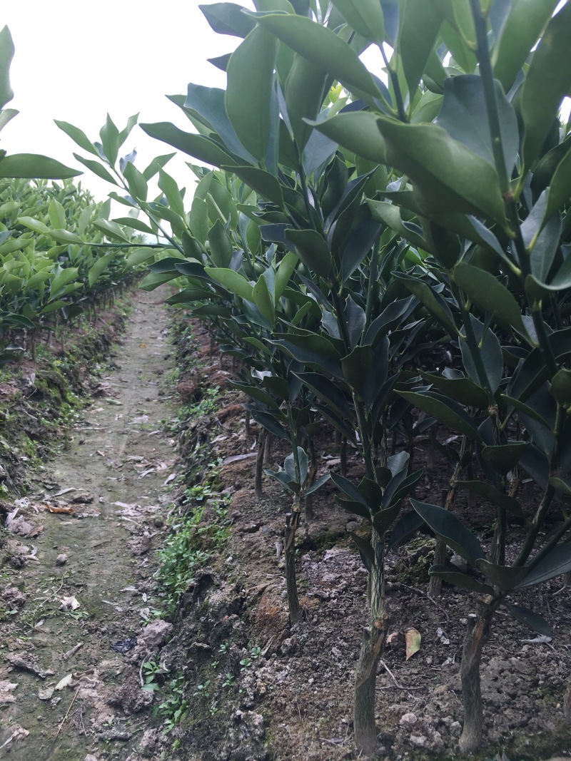 正版广西融安滑皮金桔苗脆皮金桔苗全国产地批发