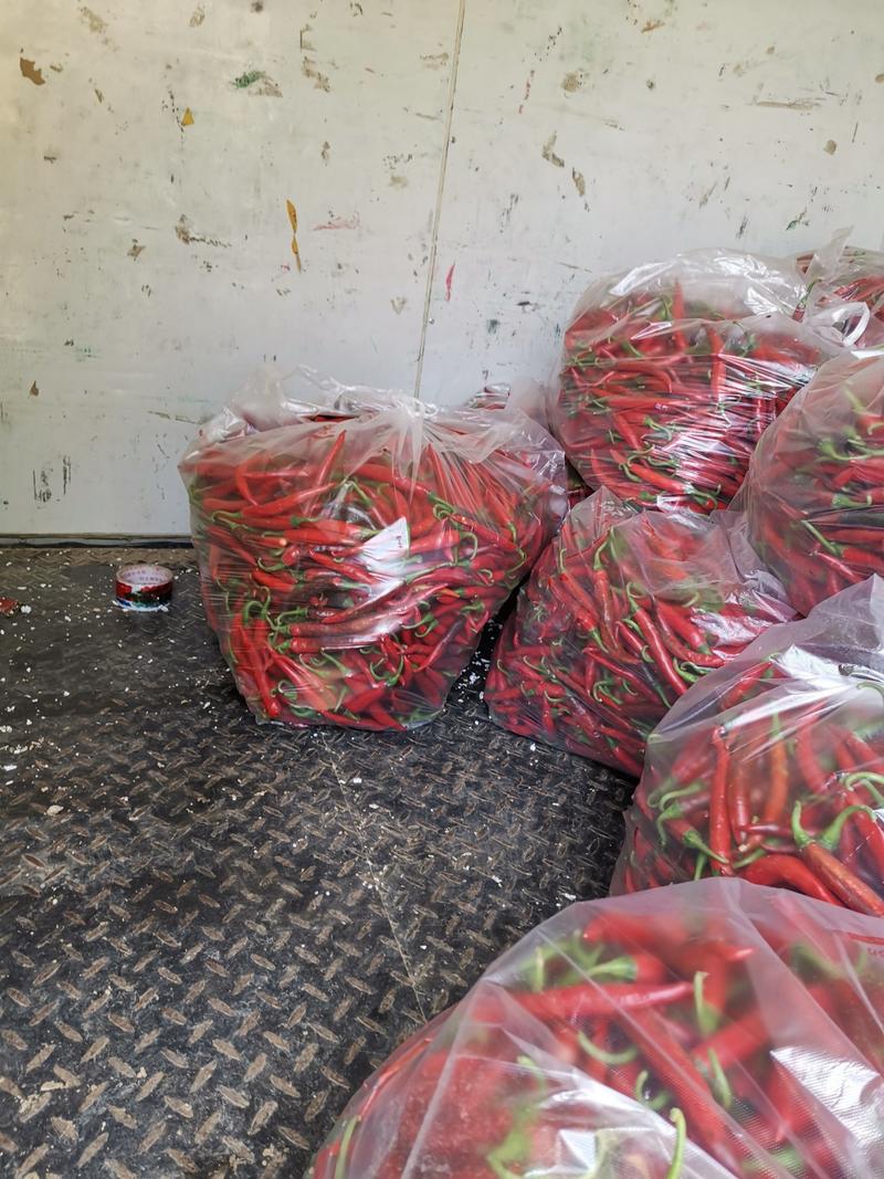 韩国红美人椒精品千亩大棚美人椒基地直供一手货源