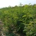 刺槐苗05以上，08以上刺槐苗当年苗2年苗，量大价优