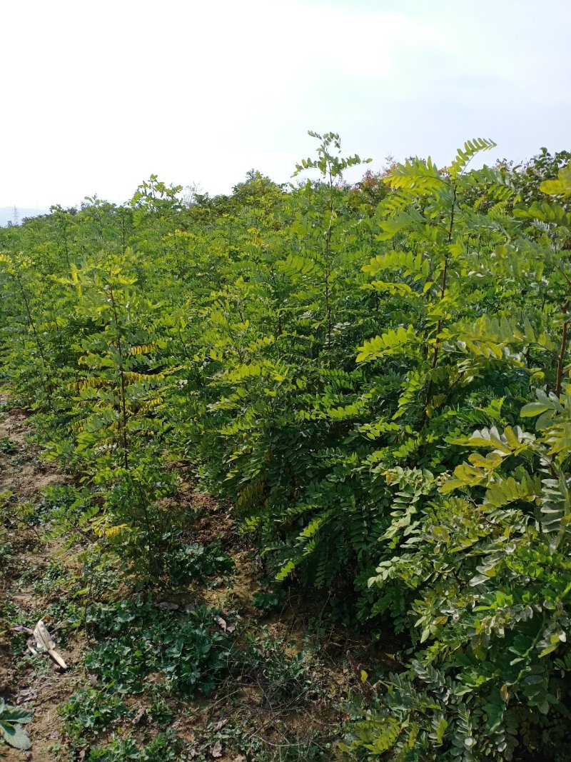刺槐苗05以上，08以上刺槐苗当年苗2年苗，量大价优