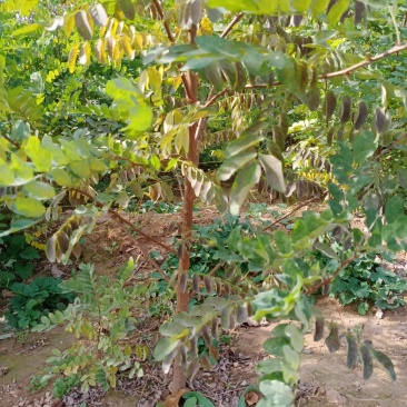 刺槐苗05以上，08以上刺槐苗当年苗2年苗，量大价优