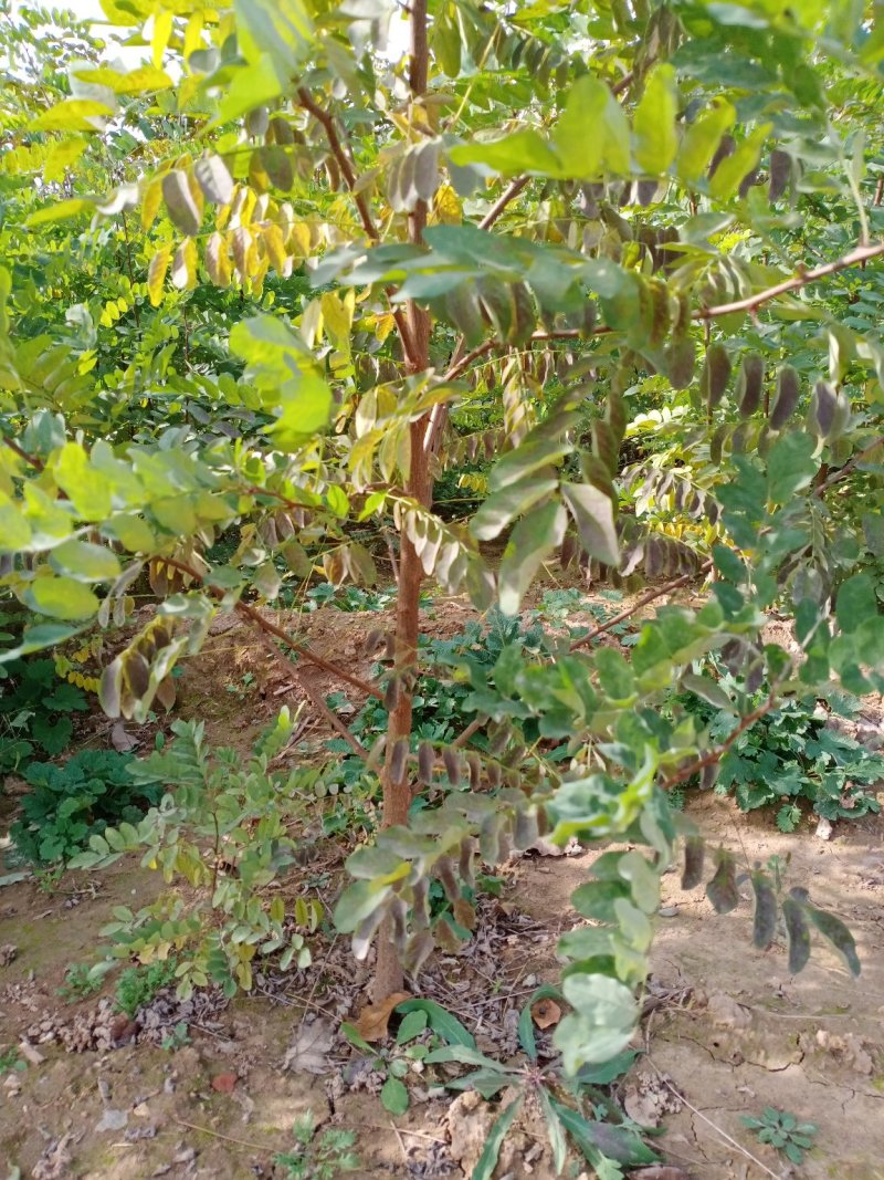 刺槐苗05以上，08以上刺槐苗当年苗2年苗，量大价优