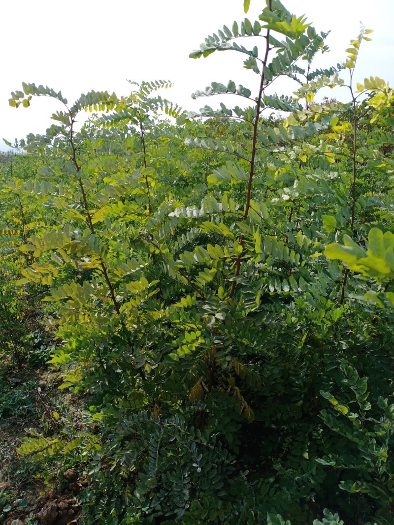 刺槐苗05以上，08以上刺槐苗当年苗2年苗，量大价优