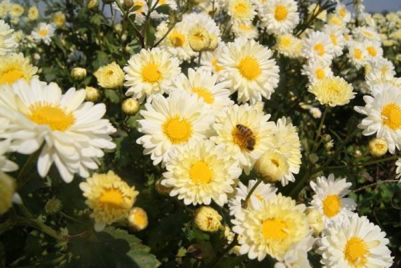 亳菊亳州特产药用菊花干品中药材自产自销