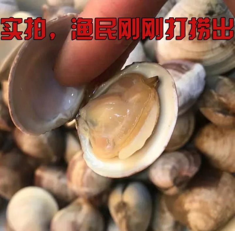 蛤蜊包活