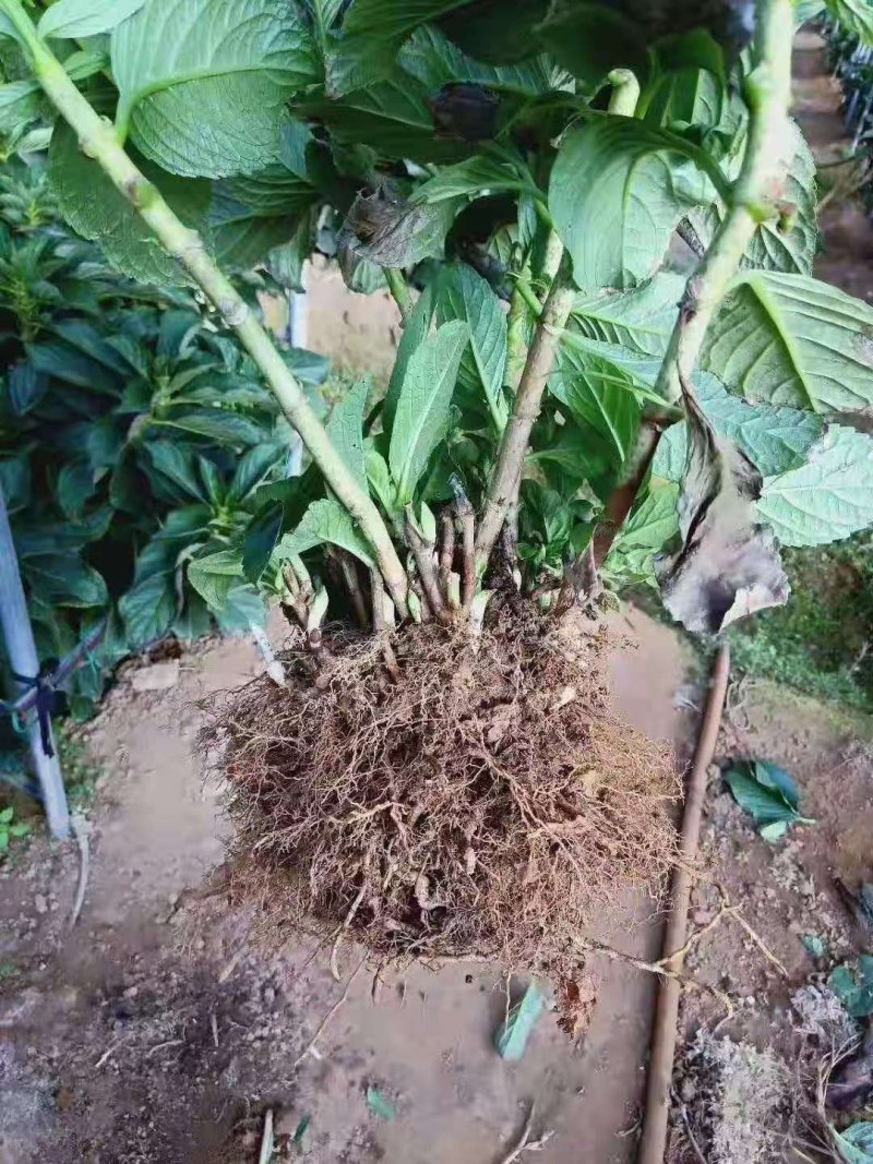 绣球八仙花无尽夏1年~3年苗基地批发