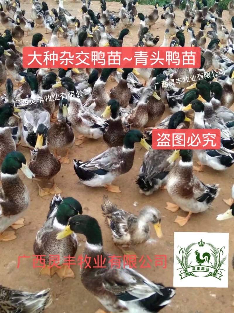 大种杂交四点麻鸭苗《高销量热卖》购买放心，承诺；假一赔十