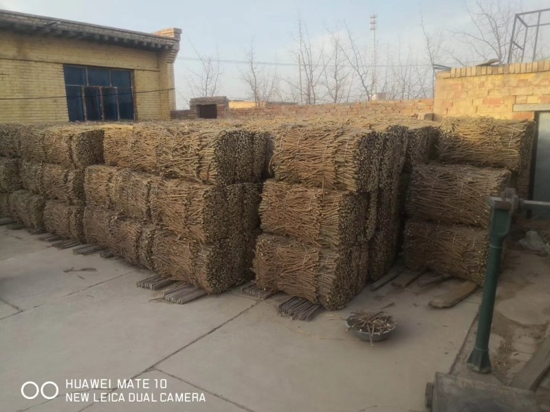 宁夏盐池种植甘草红皮草，含量够