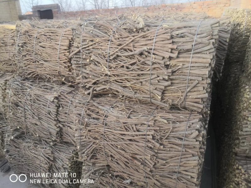 宁夏盐池种植甘草红皮草，含量够