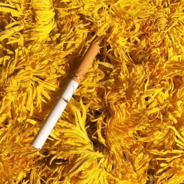 金丝黄菊