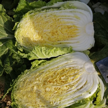 黄心菜