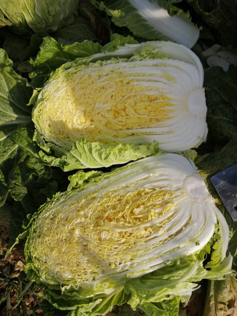 黄心菜