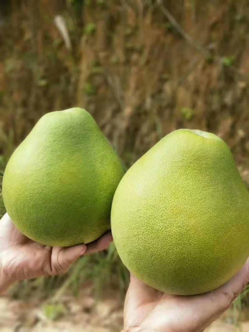 冰糖柚子甜味好一手货源充足质量有保障高山好货