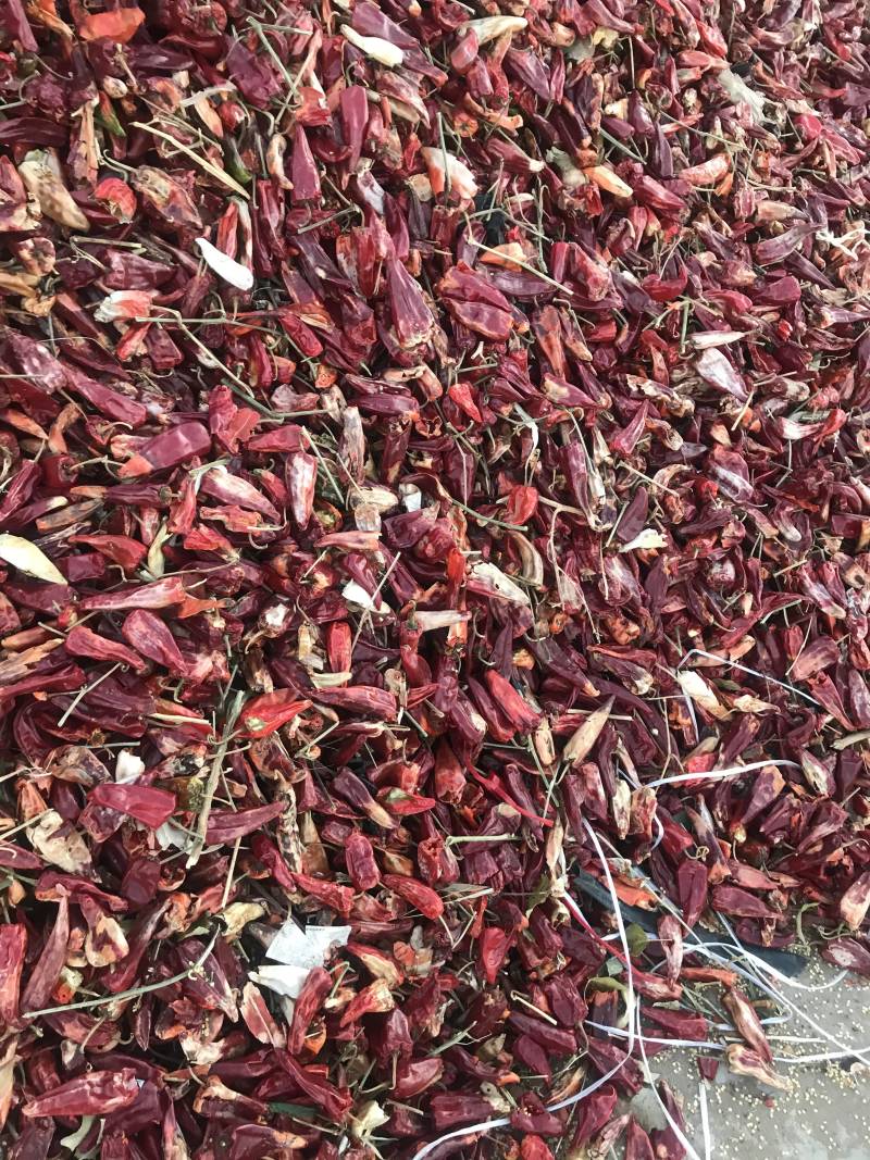北京红辣椒千斤红望都椒干湿两用打粉出口椒