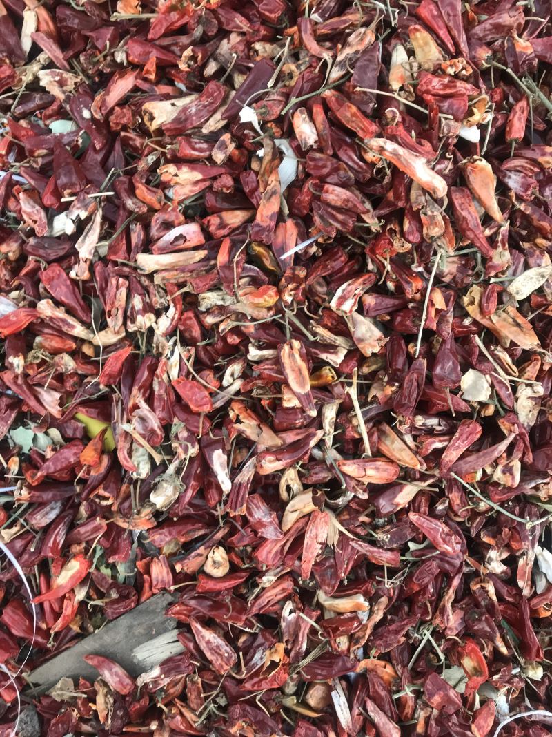 北京红辣椒千斤红望都椒干湿两用打粉出口椒