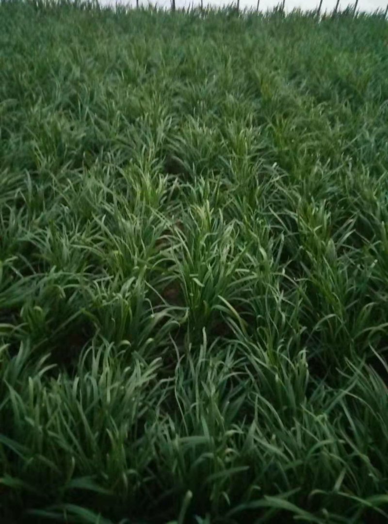 【大叶韭菜】：二茬，三茬