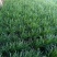 【大叶韭菜】：二茬，三茬