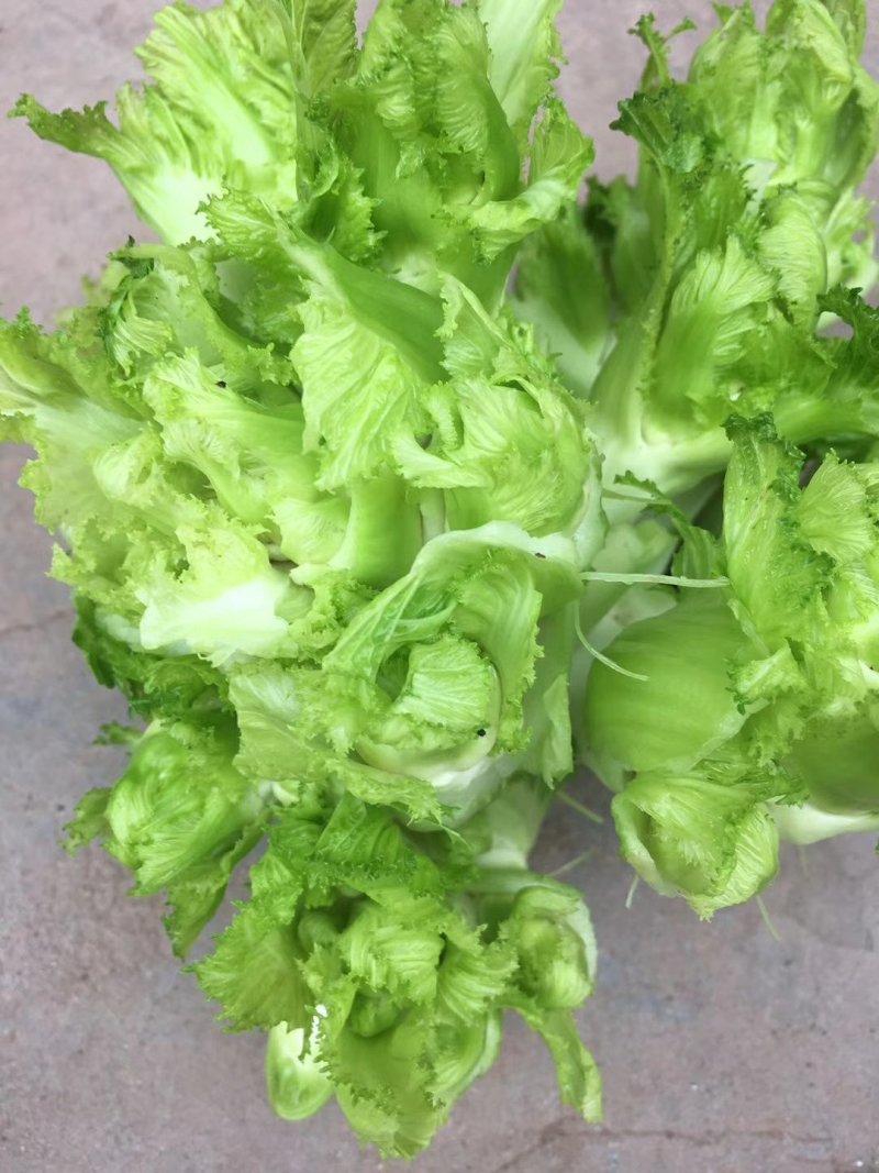 儿菜