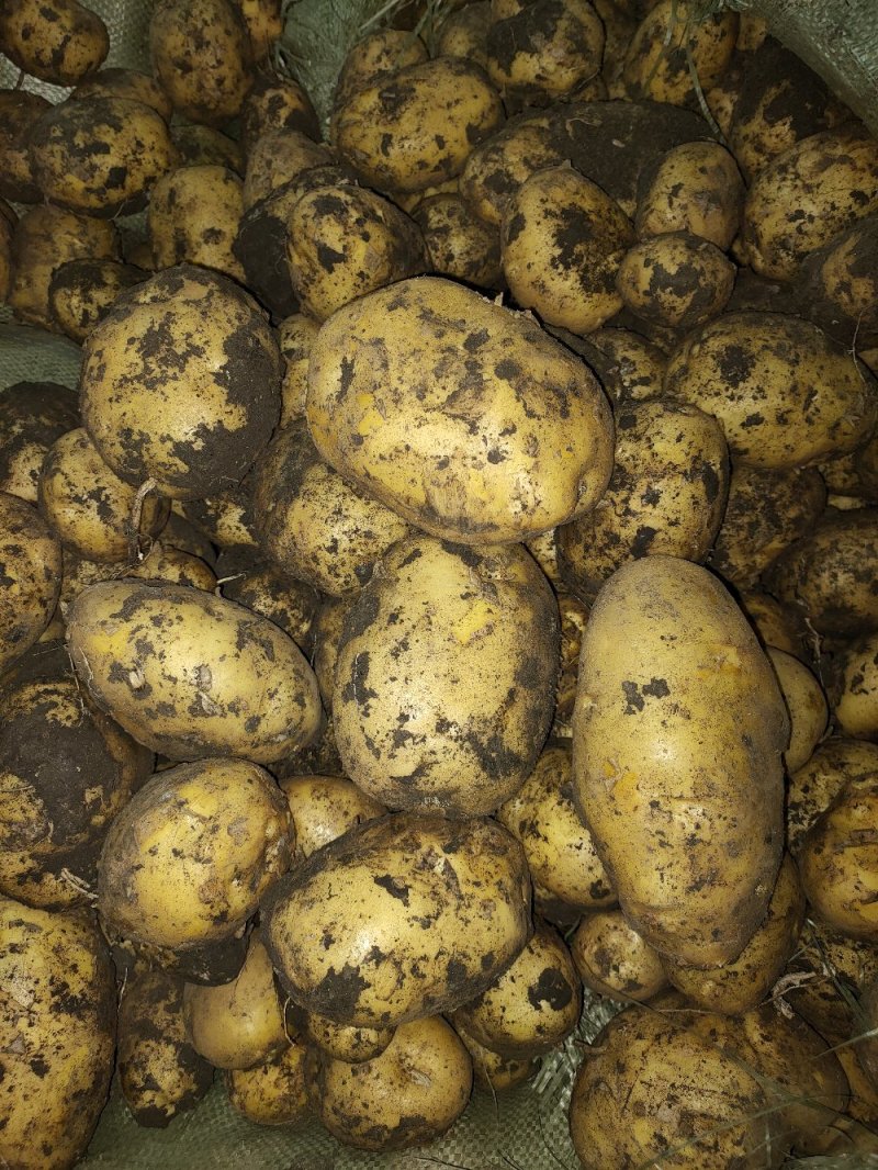 226黄心，白心都有，货量大，可可反包，干洗，水洗