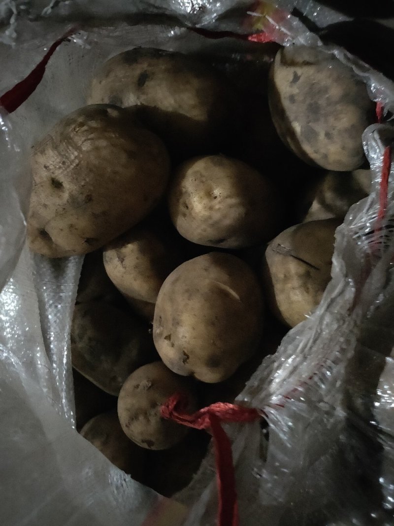 226黄心，白心都有，货量大，可可反包，干洗，水洗