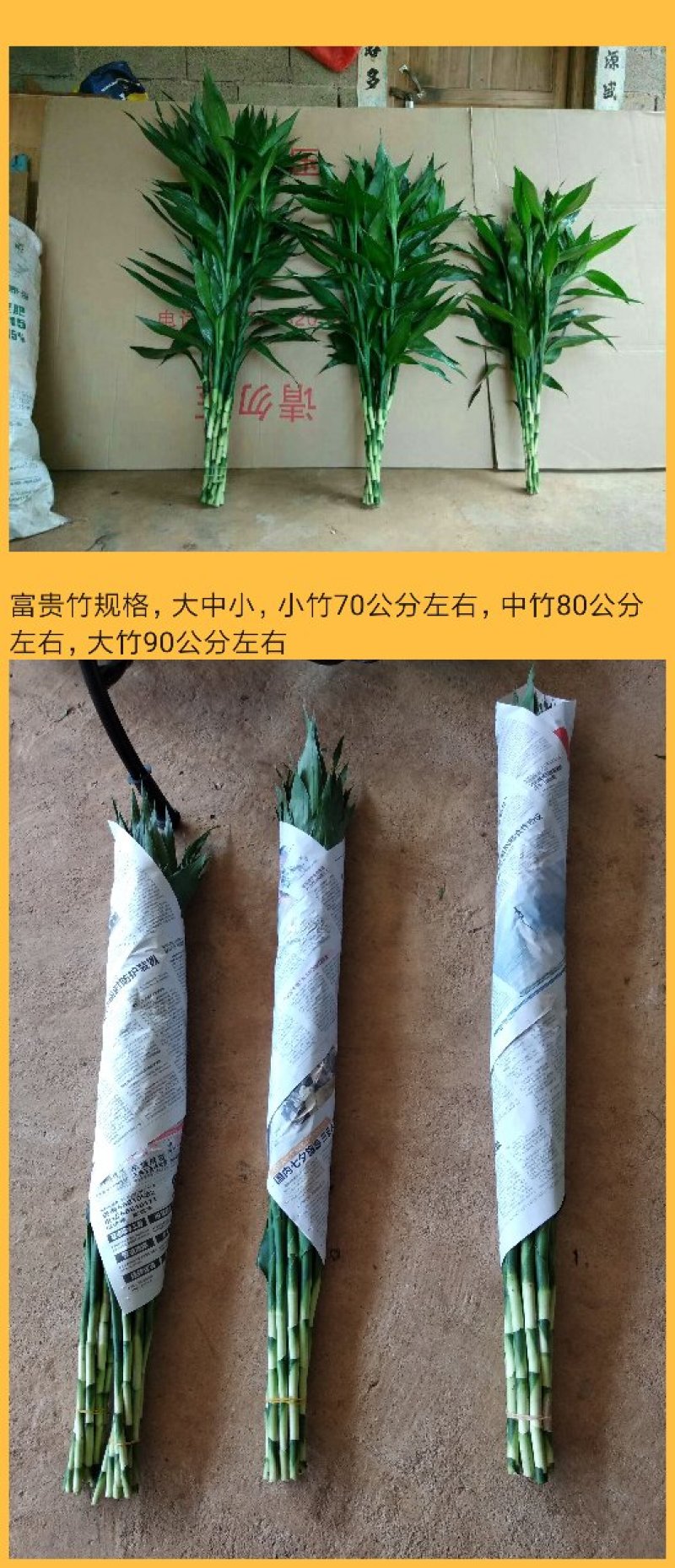 海南精品富贵竹批发小竹65-75一件代发质优价廉
