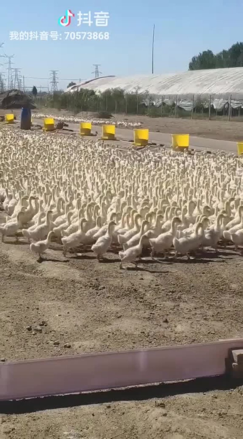 批发优质脱温鹅苗三花鹅苗皖浦鹅苗养殖场直销包运输包活包收