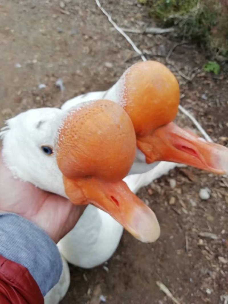 批发优质脱温鹅苗三花鹅苗皖浦鹅苗养殖场直销包运输包活包收