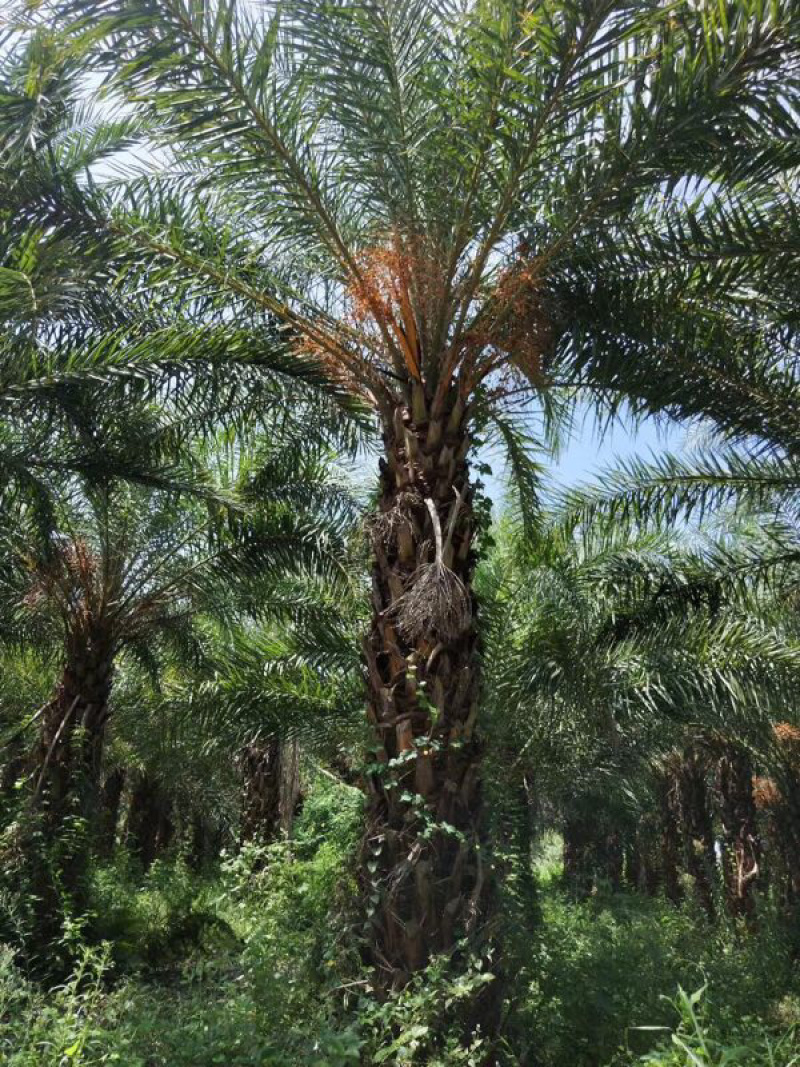 银海枣地苗移植苗移植全冠