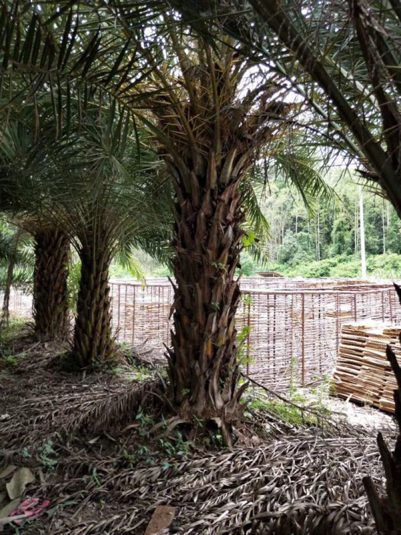 银海枣地苗移植苗移植全冠