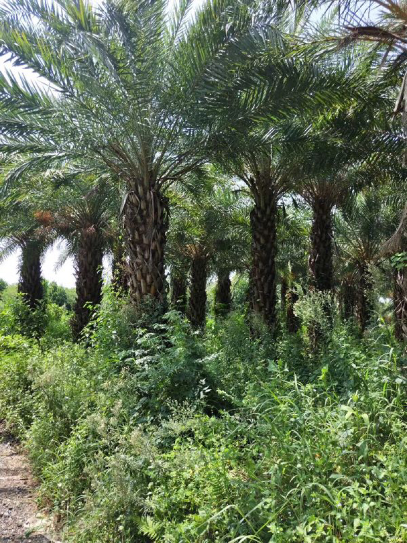 银海枣地苗移植苗移植全冠