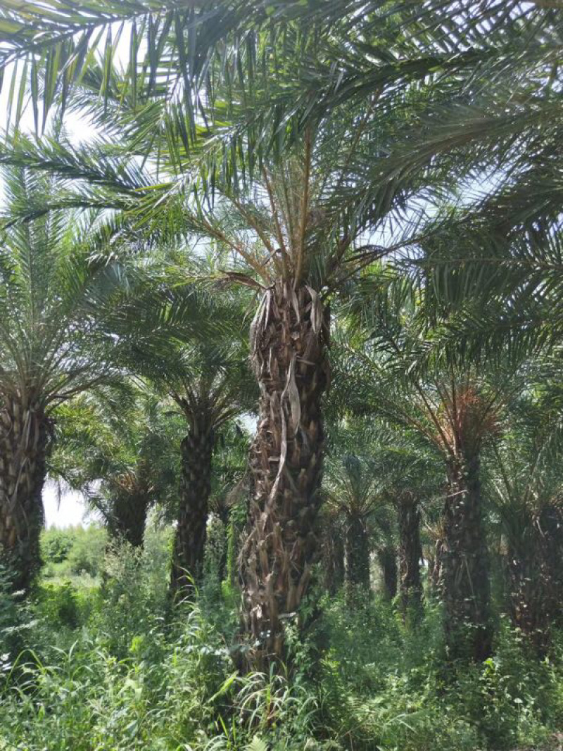 银海枣地苗移植苗移植全冠