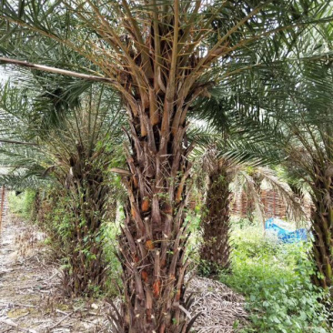 银海枣地苗移植苗移植全冠