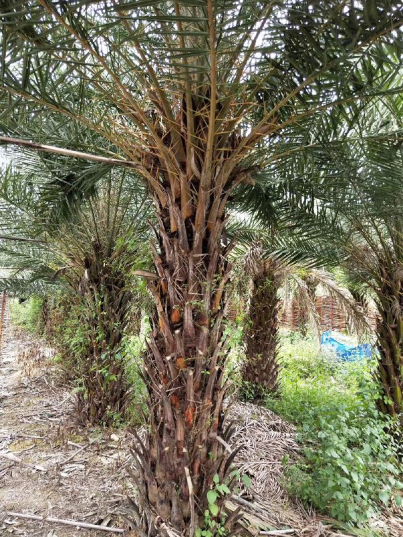 银海枣地苗移植苗移植全冠