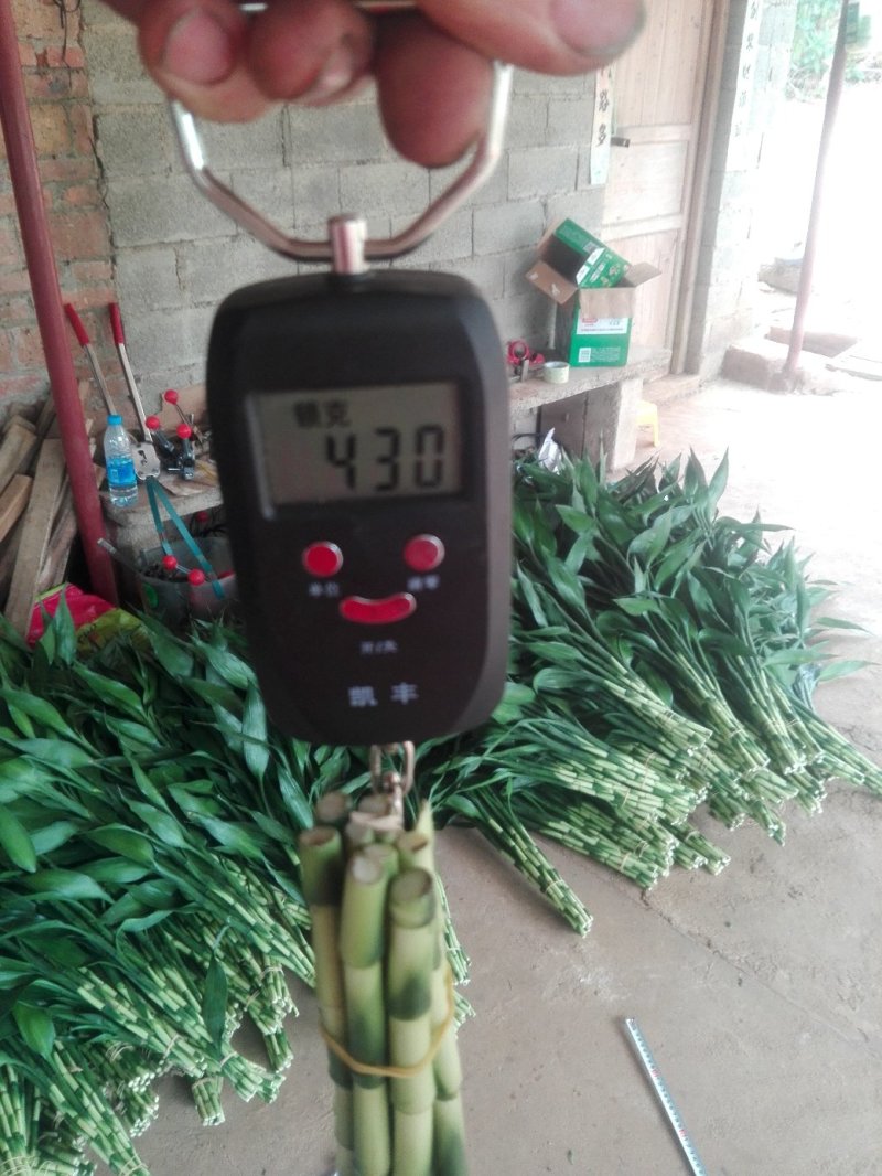 富贵竹小号包邮65/70公分