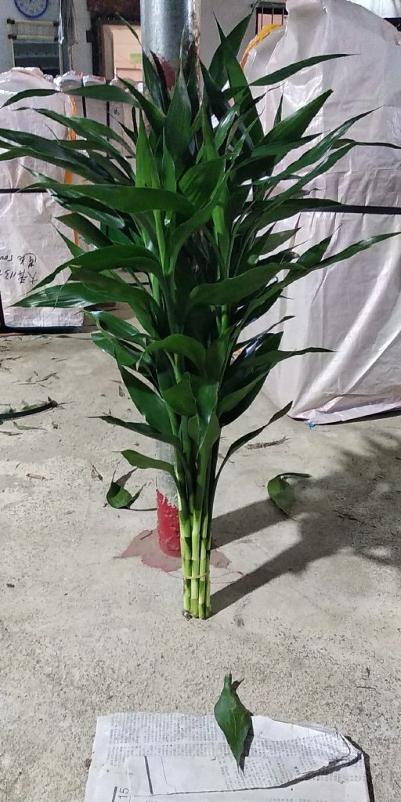 富贵竹小号包邮65/70公分