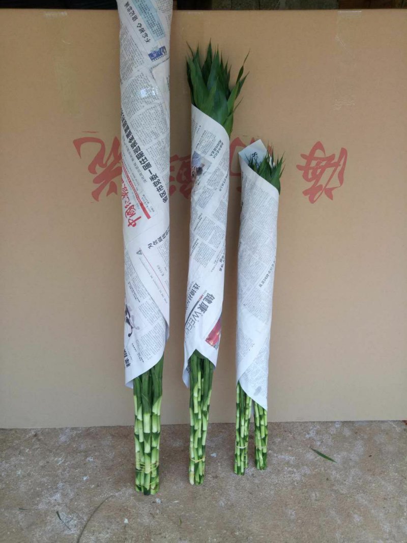 富贵竹小号包邮65/70公分